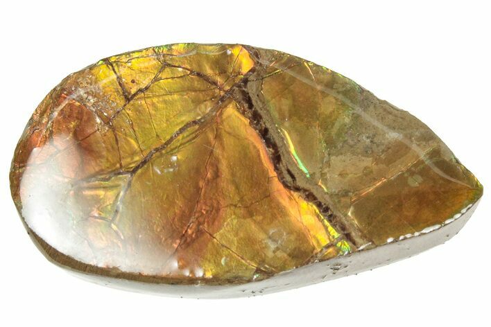 Iridescent Ammolite (Fossil Ammonite Shell) - Alberta #357411